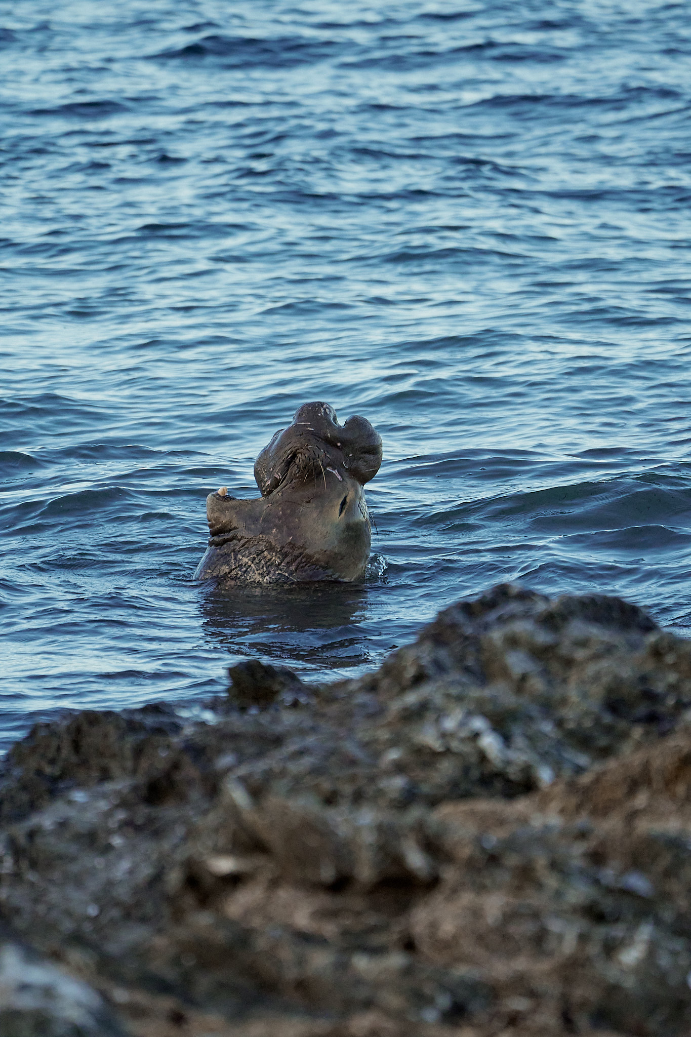 Marine mammal research photograph