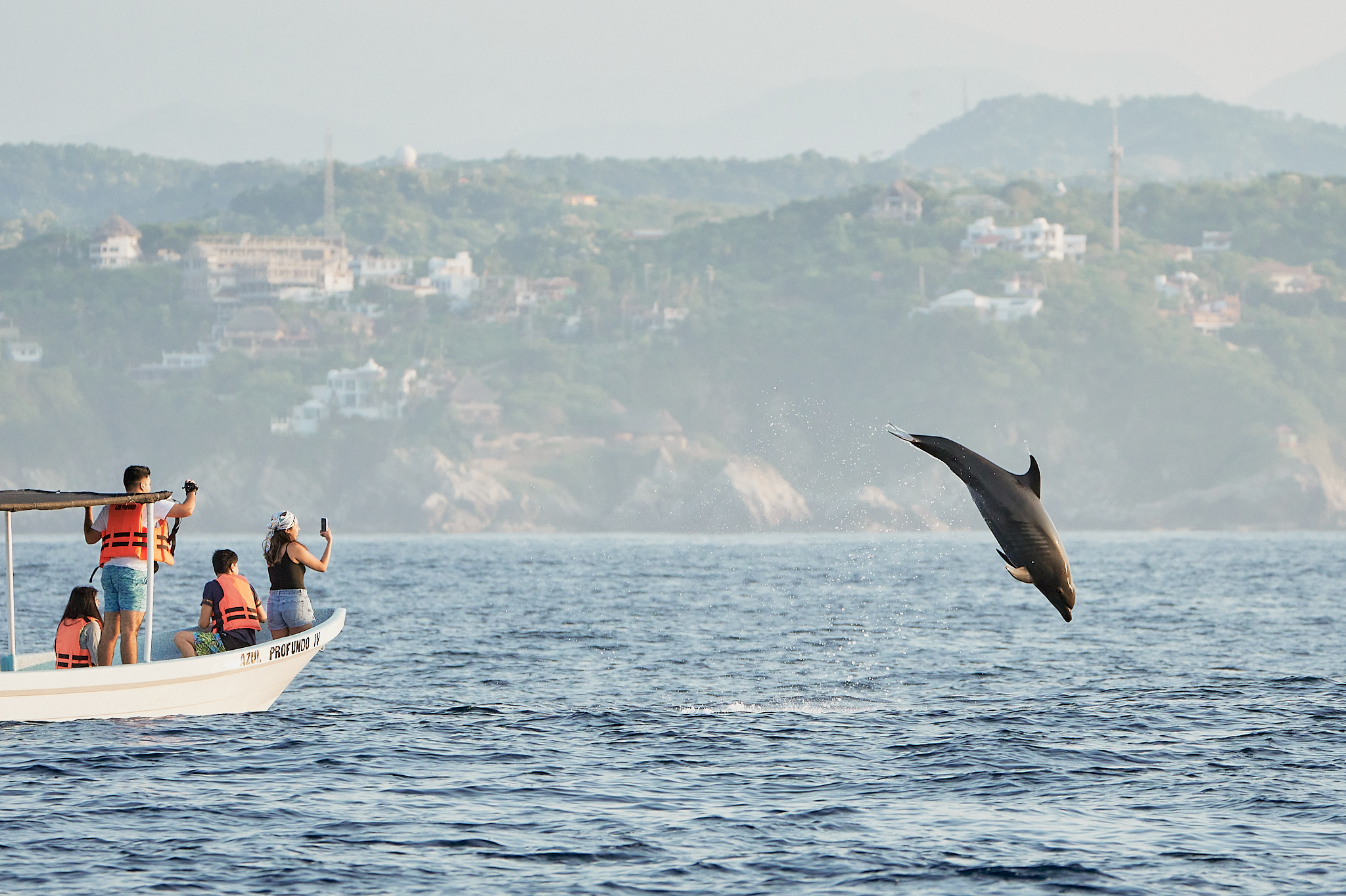 Bottlenose dolphin off Puerto Ángel