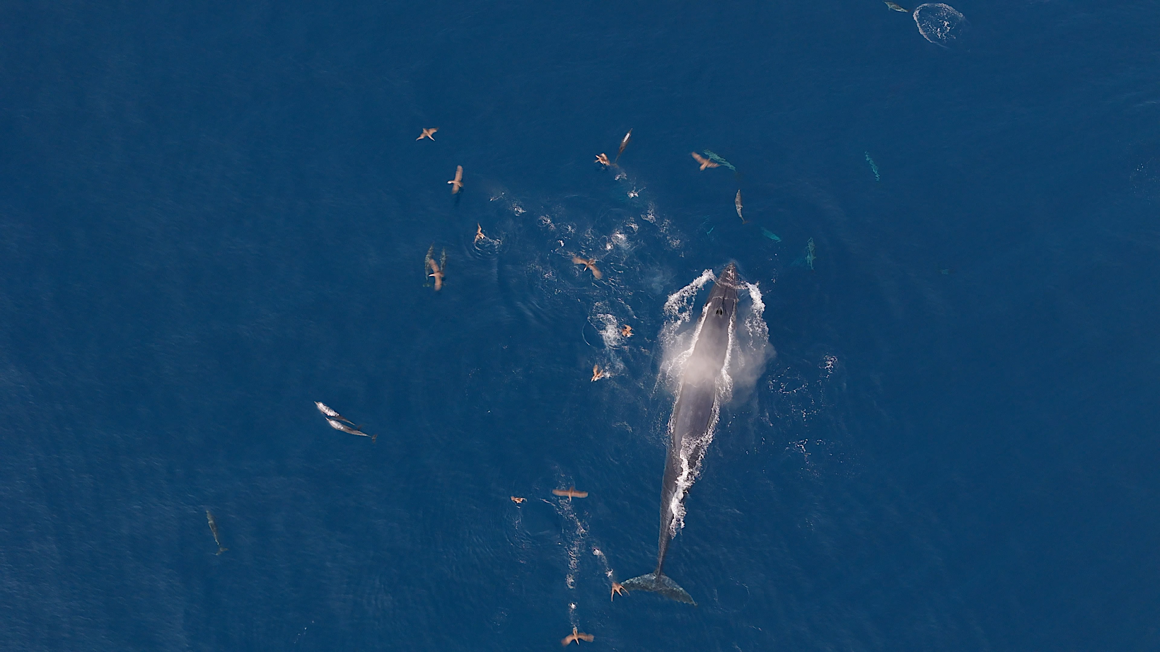 Aerial view of dolphins recorded using a UAV