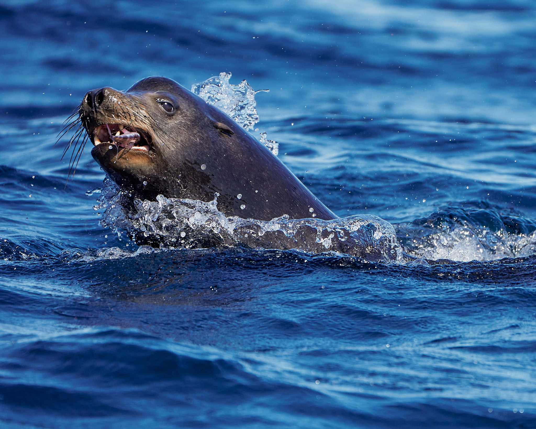 California sea lion carrying a fish